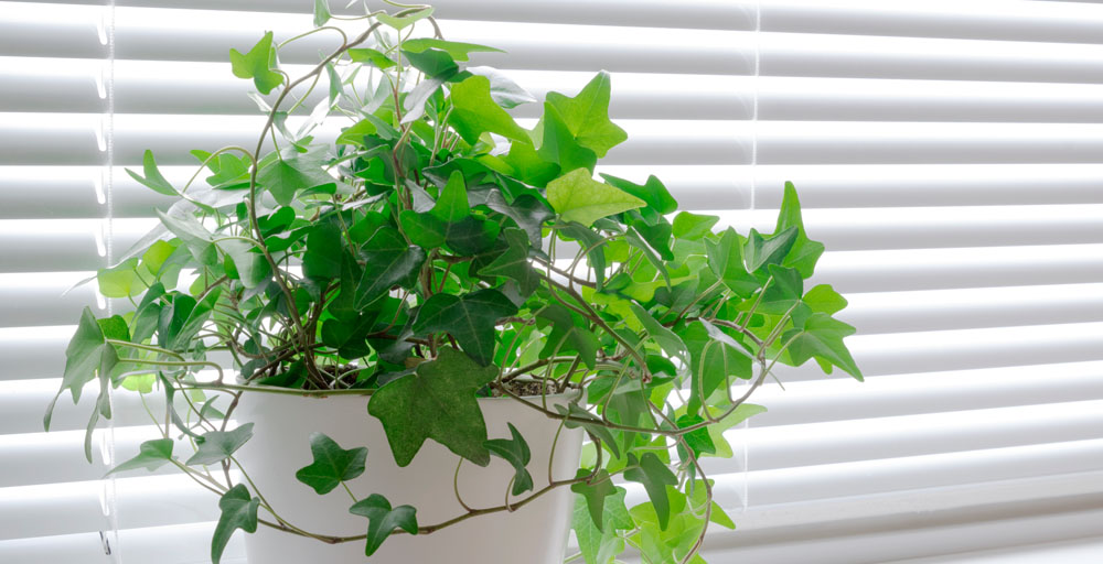 Healthy green indoor plant, implying great air quality.